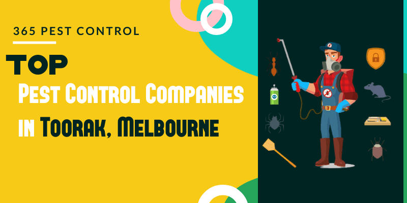 You are currently viewing Top 10 Pest Control Companies in Toorak