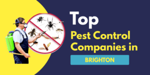 Read more about the article Top 10 Pest Control Companies in Brighton