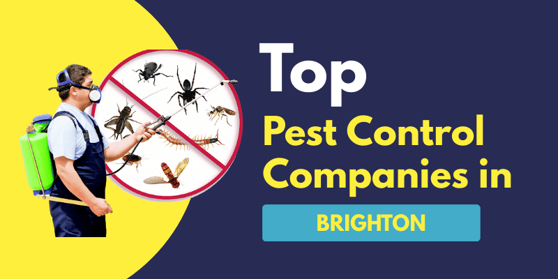 You are currently viewing Top 10 Pest Control Companies in Brighton