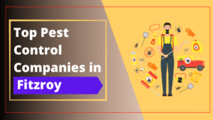 Read more about the article Top 10 Pest Control Companies in Fitzroy