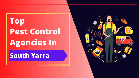 You are currently viewing Top 10 Pest Control Companies in South Yarra