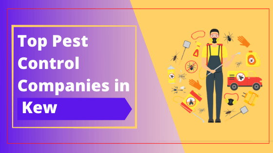 Top 10 Pest Control Companies in kew